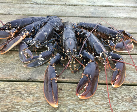 The Lobster Weekends